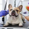 French Bulldog Grooming Tips for a Lustrous Coat