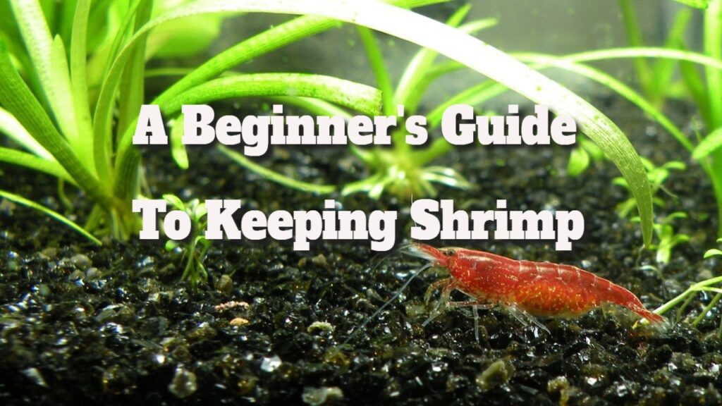 Shrimp Care: The Essential Guide for Beginners