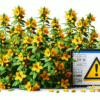 Herbal Interactions with Medications from a UK Viewpoint