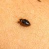 Identify, Treat, and Prevent Bed Bug Infestations Effectively