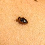 Identify, Treat, and Prevent Bed Bug Infestations Effectively