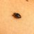 Identify, Treat, and Prevent Bed Bug Infestations Effectively