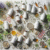 Herbal Supplements for Energy: Your Essential Guide