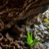 Belizean Caves: A Journey Through Archaeology and Biodiversity