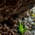 Belizean Caves: A Journey Through Archaeology and Biodiversity