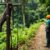 Zip Lining in Belize’s Rainforest: Exciting Canopy Tours