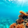 Snorkeling the Belize Barrier Reef: Best Spots and Wildlife