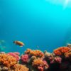 Great Blue Hole Belize: A Must-Read Guide for Divers