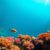Great Blue Hole Belize: A Must-Read Guide for Divers