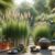Lemongrass: Discover the UK’s Secret for Relaxation