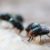 Maggot Extermination Tips for Sydney Properties