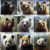 Bear Attack Survival: Essential Tips You Must Know