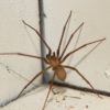 Spider Pest Control Strategies for Effective Elimination