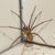 Spider Pest Control Strategies for Effective Elimination